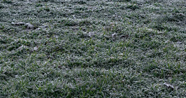 氷の結晶と枯れた葉を持つ緑の草の芝生 前景に柔らかい焦点 芝生の上の霜 — ストック写真