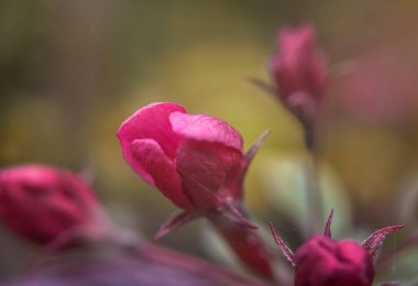 Gün batımında çiçek açan rododendron açelyası ve bulanık arkaplan. Çiçekten çiçeğe ince bir örümcek ağı. yumuşak odak