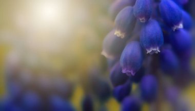 Mavi muscari çiçekleri yakın plan. Bahar bahçesinde çiçek açan bir grup üzüm sümbülü (Muscari ermeniacum). Bulanık, yumuşak odak