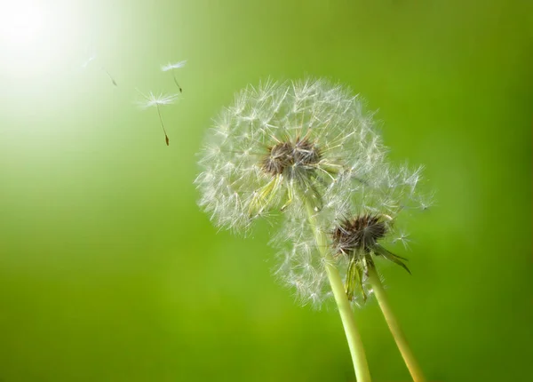 Семена Летящие Свету Одуванчику Зеленом Фоне — стоковое фото