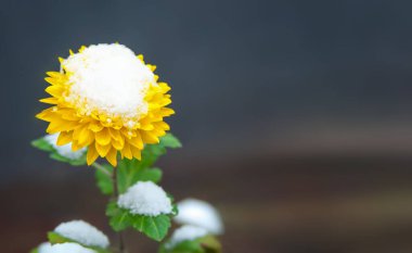 Karda sarı çiçek tomurcuğu ve bulanık arka planda yeşil yapraklar.