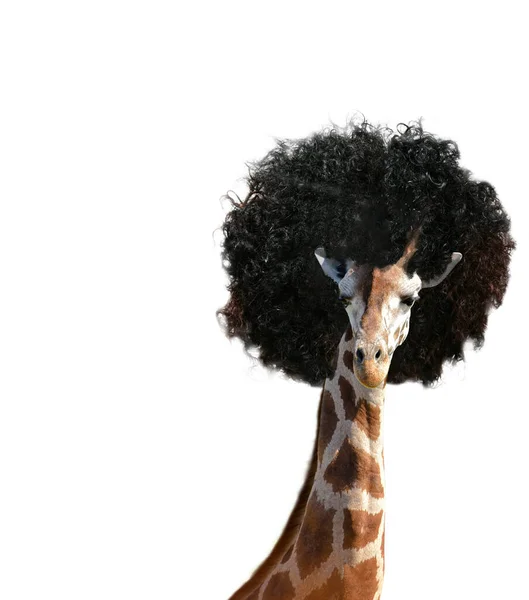 Girafe Avec Coiffure Afro Isolé Sur Fond Blanc Pour Annoncer — Photo