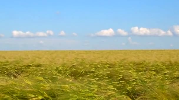 View Field Young Wheat Swaying Breeze Blue Sky Horizon — Stockvideo