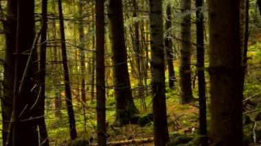 Kamera, arka plandaki kuru dallar ve yeşillikler arasında bir çam ormanında yatay olarak hareket eder.