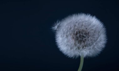 Koyu mavi arka planda bir karahindibanın yakın çekimi. Panoramik fotoğraf, resmin sağ tarafında bir çiçek ve birkaç paraşüt uçar. Tohumlar.