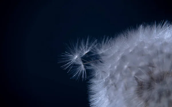 Крупный План Части Цветка Одуванчика Темно Синем Фоне Панорамное Фото — стоковое фото