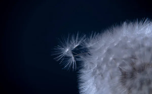 Nahaufnahme Eines Teils Einer Löwenzahnblüte Auf Dunkelblauem Hintergrund Panoramafoto Eine — Stockfoto