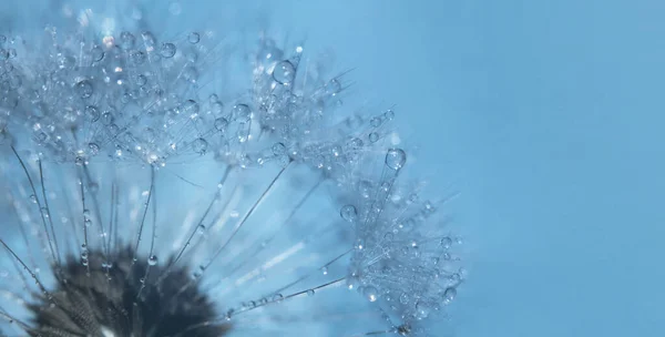 Part Dandelion Flower Dew Drops Flower Background Extreme Closeup Soft — стоковое фото