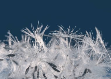Karahindiba tohumları makro fotoğraf, turkuaz renk tonlama