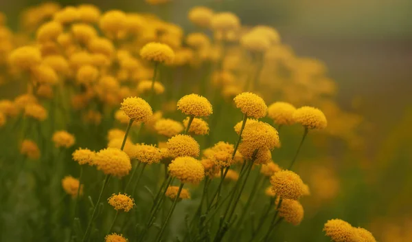 Tansy Vulgare Tanacetum Flowers Blurred Yellow Green Natural Background Children — Photo