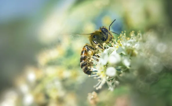 Honey Bee Collects Nectar Bird Cherry Flowers Closeup Bee White — Stock Photo, Image