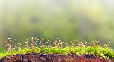 Ağaçta yosunlar var, makro. Yumuşak seçici odak.