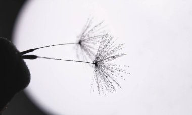 Bir karahindiba parçasının makro silueti ve iki tohumu çiy damlasında. Arkaplan için siyah beyaz fotoğraf