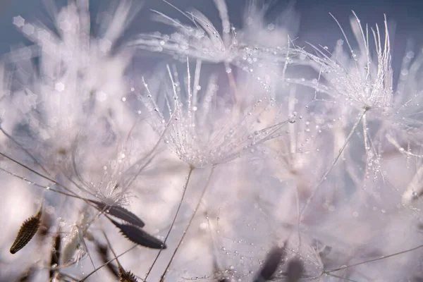 Makro Fotografie Pampeliškových Semen Selektivní Zaměření Jednoduché — Stock fotografie