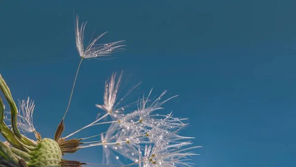 Makro Fotografie Pampelišky Která Proletěla Kolem Pozůstatky Semen Květinové Hlavě — Stock fotografie