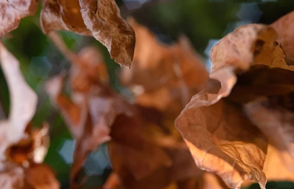 Abstraktní Rozmazaný Obraz Suchého Podzimního Listí Zeleném Měkkém Pozadí — Stock fotografie