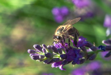 Macro fotografı lavanta çiçeğinin üzerindeki arı nektar toplar. Parlak arkaplan bulanıklığı. Seçmeli odak.