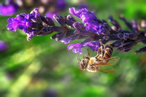 Close Bee Upside Pollinating Lavandula Angustifolia Lavender Flower Blurred Bokeh — Fotografia de Stock