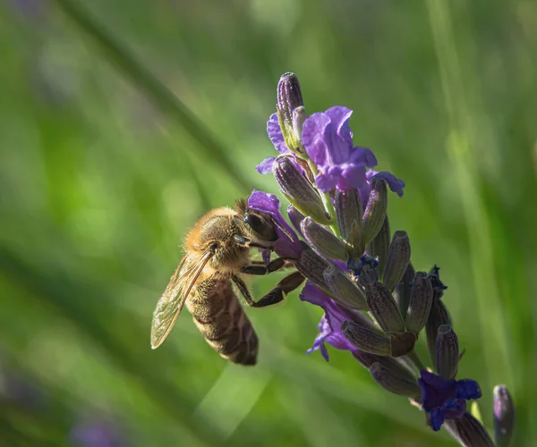 Macro Photo Bee Lavender Flower Collects Nectar Blurred Natural Green — Fotografia de Stock