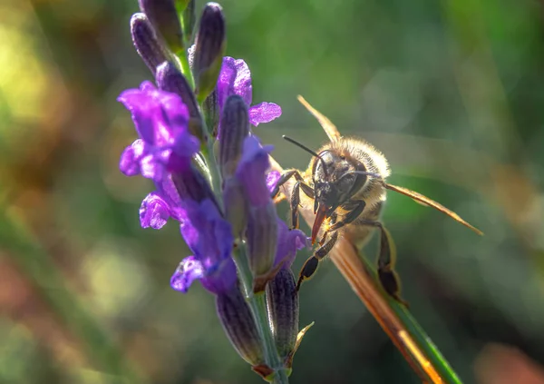 Bee Lavender Flower Natural Blurred Background Selective Focus Looks Frame — Fotografia de Stock