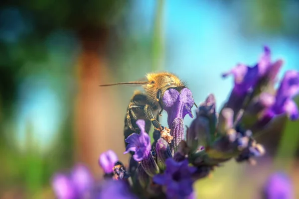 Bee Has Dug Fragrant Lavender Flower Natural Blurred Background Selective — Fotografia de Stock