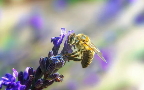 Bee Fragrant Purple Lavender Flower Selective Soft Focus — Fotografia de Stock