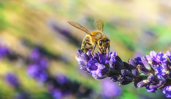 Macro Photography Apis Mellifera Bee Pollinating Lavender Flower Lavandula Angustifolia — Fotografia de Stock