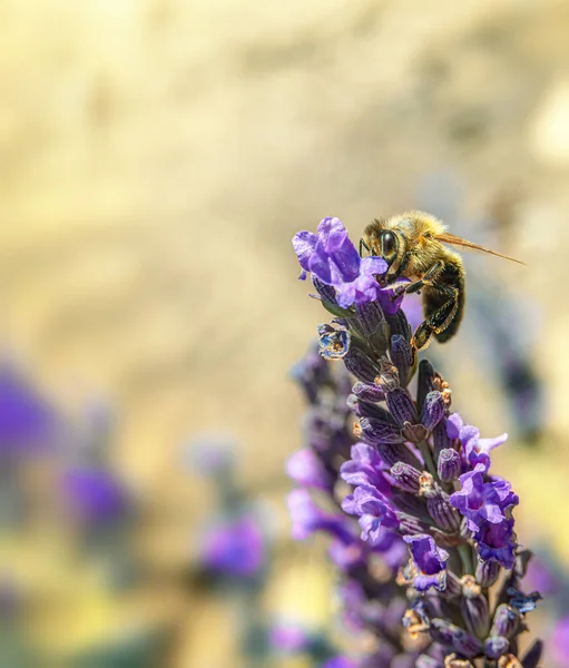 Bee Lavender Flower Blurred Natural Sand Color Background Selective Soft — Fotografia de Stock