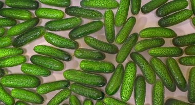 Green cucumbers immersed in water on a white background. wide screen saver, advertising photo