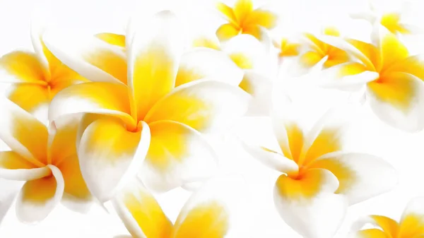 Abstract Background Yellow White Flower Buds White Background Royalty Free Stock Fotografie