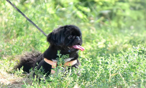 Black Decorative Pekingese Dog Tongue Hanging Out Grass — ストック写真
