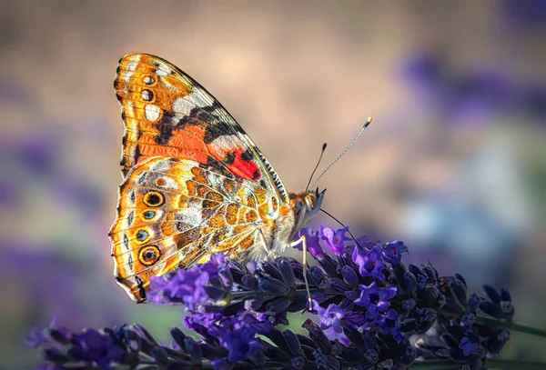 Butterfly Orange Tints Sits Lavender Flowers Close — Stock Photo, Image