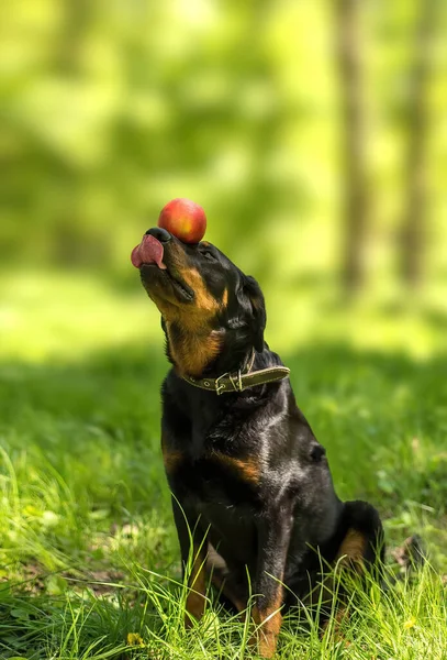 French Shepherd Holding Apple Its Face Waiting Command — Stock Fotó