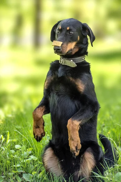 French Shepherd Holding Cheese Its Muzzle While Sitting Its Hind — Stock Photo, Image