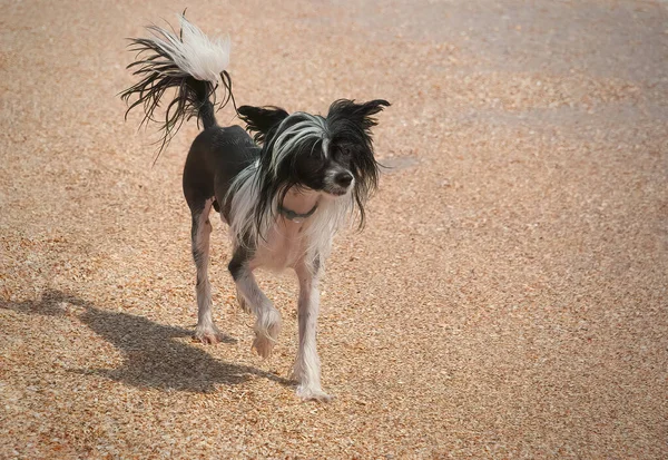 A shaggy frightened dog walks along the sand on the beach