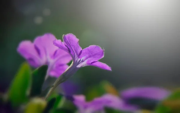 Pink Purple Flowers Blurred Background Soft Focus — Stock Photo, Image
