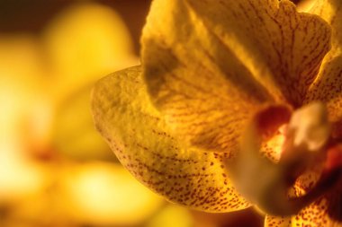 Orange orchid close up for background. selective focus