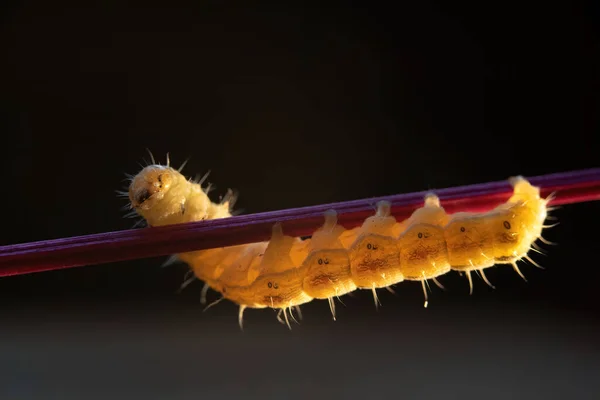 Yellow Green Caterpillar Crawls Red Stick Selective Focus — Stok fotoğraf