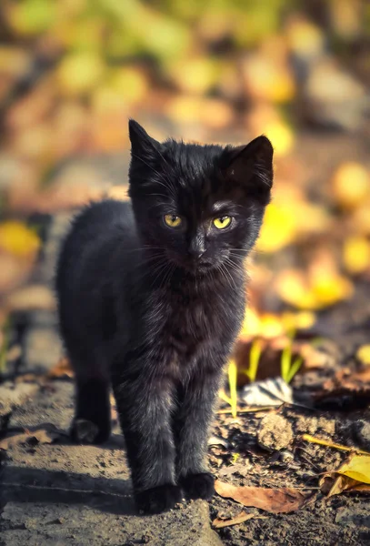 Kitten Serious Black Fluffy Stares Frame Yellow Eyes Backdrop Autumn — Fotografia de Stock