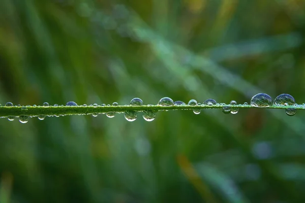 Feuille Gazon Horizontalement Avec Des Gouttes Colorées Dessus Fond Naturel — Photo