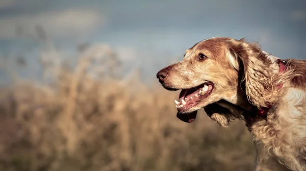 Head Part Body Breton Spaniel Dog Background Blurry Dry Grass — Stock Photo, Image