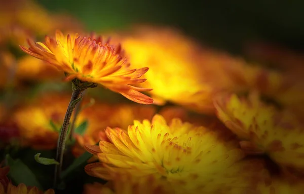 Des Chrysanthèmes Frais Lumineux Japonais Style Coréen Contexte Pour Une — Photo