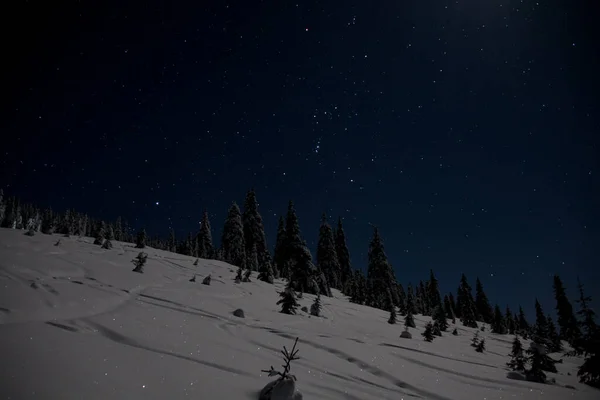 Belle vue du ciel nocturne avec des étoiles et de la pente de montagne d'hiver avec des pins couverts de neige — Photo