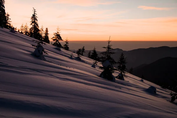 Superbe paysage de montagne hivernal avec épinettes sempervirentes enneigées — Photo