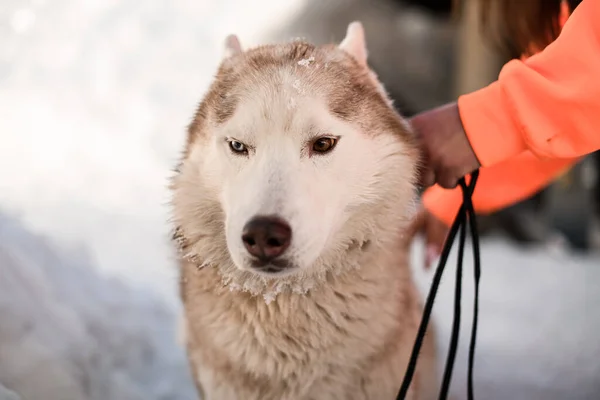 Close-up portret van sledehond husky ras hond op winterachtergrond — Stockfoto