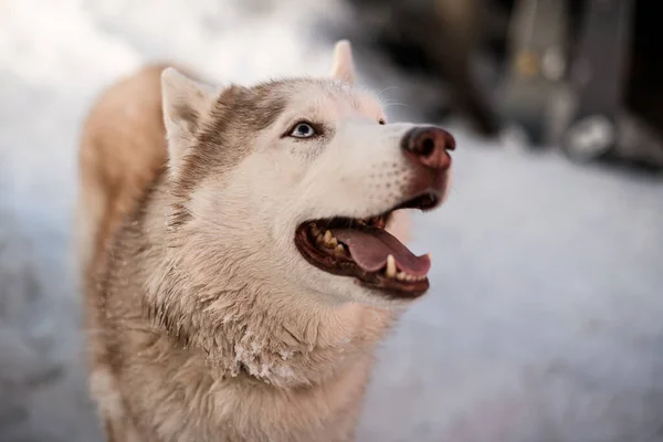 Selectieve focus op het hoofd van sledehond husky ras hond op winterachtergrond — Stockfoto