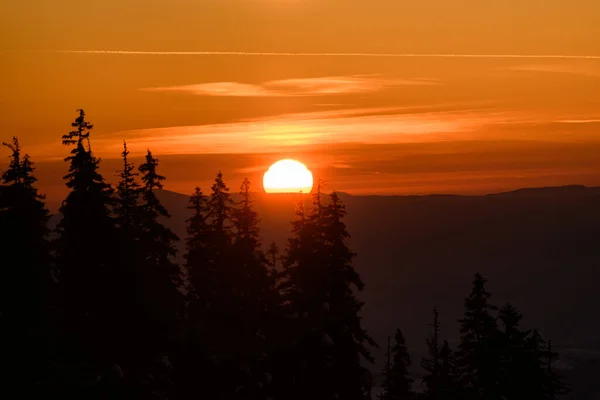 Pôr-do-sol brilhante nas montanhas. Silhuetas escuras de abeto em primeiro plano — Fotografia de Stock