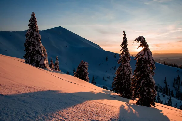 Winterliche Berglandschaft mit schneebedeckten immergrünen Fichten im Vordergrund. — Stockfoto
