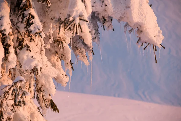Magnificent view of snow-covered fir branches with ice icicles — Stock Fotó