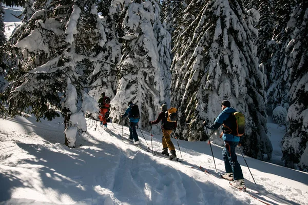 Ski tour group of guys with ski equipment walks along winter snowy path among snow-covered fir trees